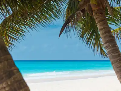 Palm Trees And Beach